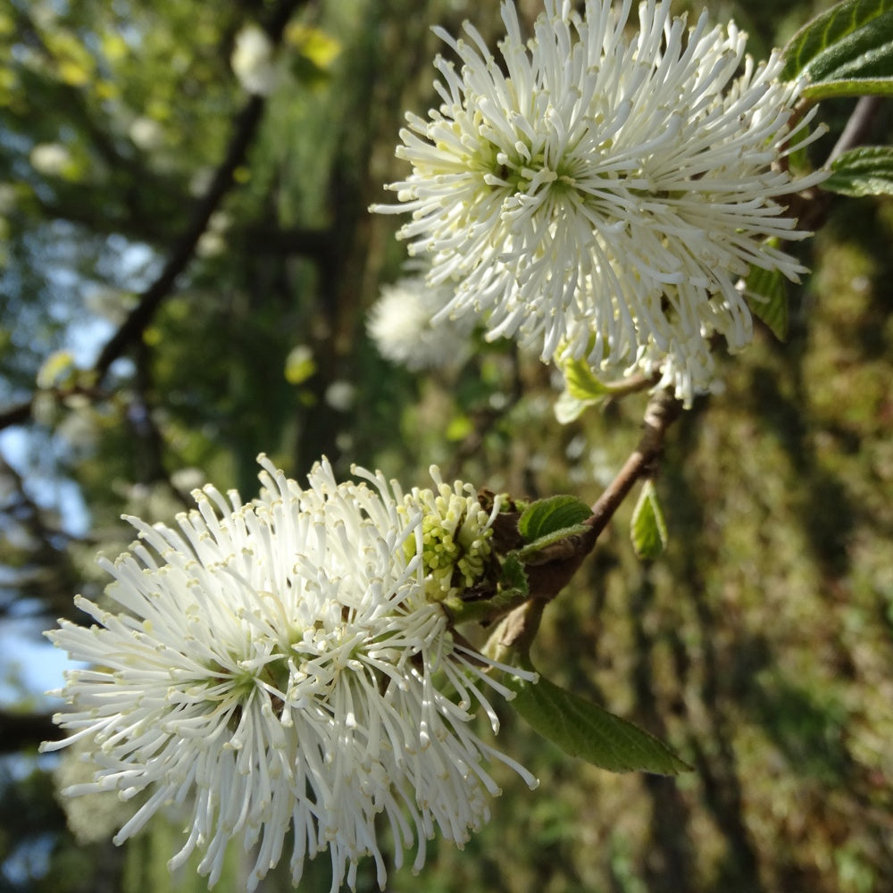 Lampenpoetserstruik - Fothergilla major - Terras- en balkonplanten