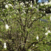 Lampenpoetserstruik - Fothergilla major