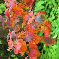 Lampenpoetserstruik - Fothergilla major