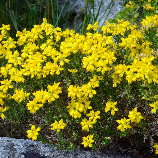 Spaanse Brem - Genista hispanica - Tuinplanten