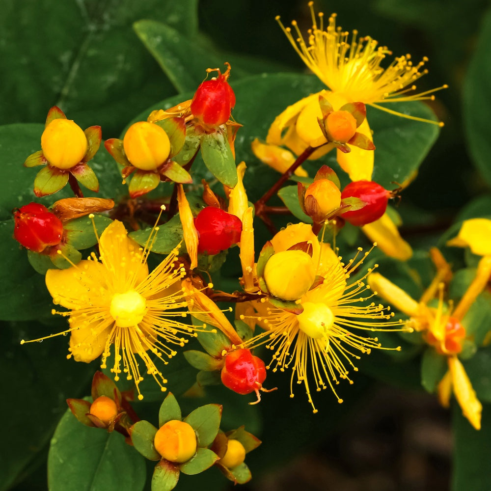 Hersthooi 'Miracle Wonder'' - Hypericum 'miracle wonder' - Tuinplanten