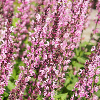 Bossalie 'Rose Marvel' - Salvia nemorosa rose marvel - Tuinplanten