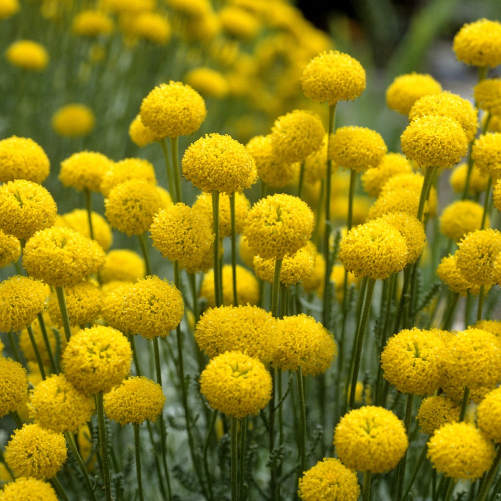 Heiligenbloem - Bakker