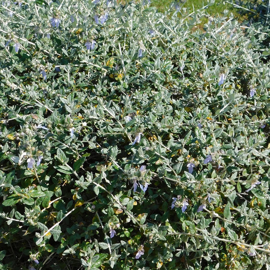 Gamander - Teucrium fruticans 'azureum' - Heesters en vaste planten