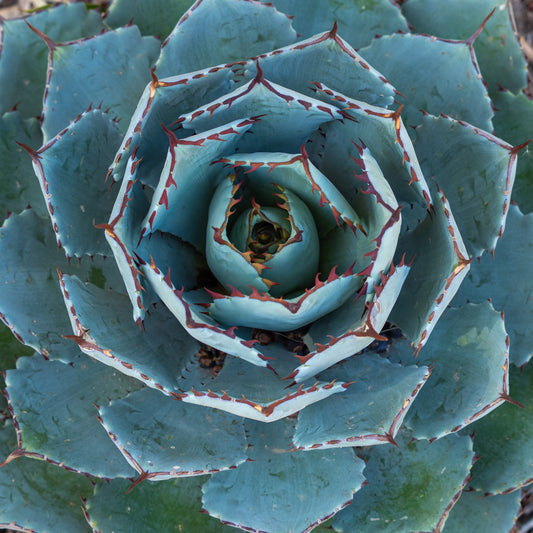 Agave 'Globe' - Agave potatorum 'Globe' - Tuinplanten