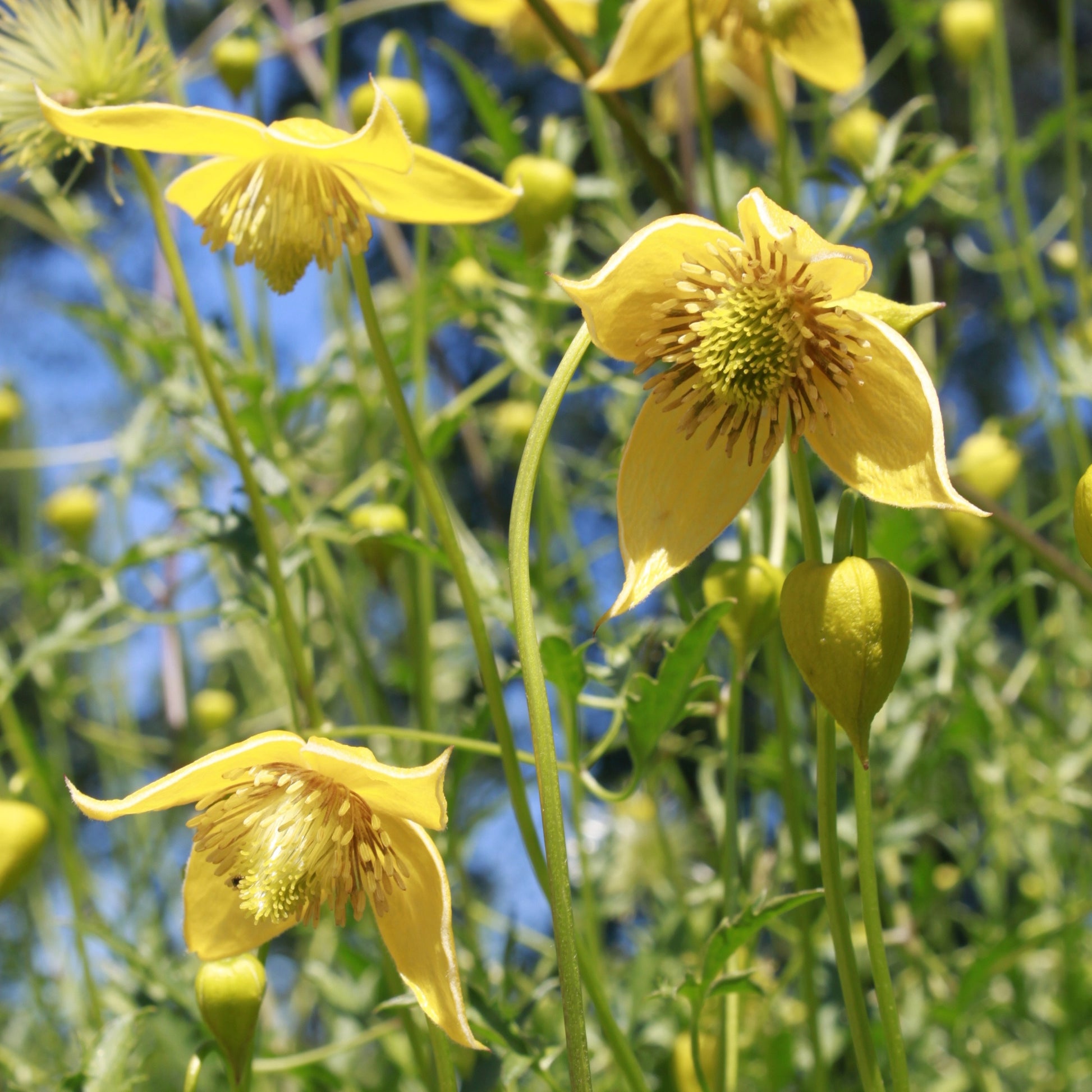 Bosrank 'Little Lemons' - Clematis 'little lemons' - Tuinplanten