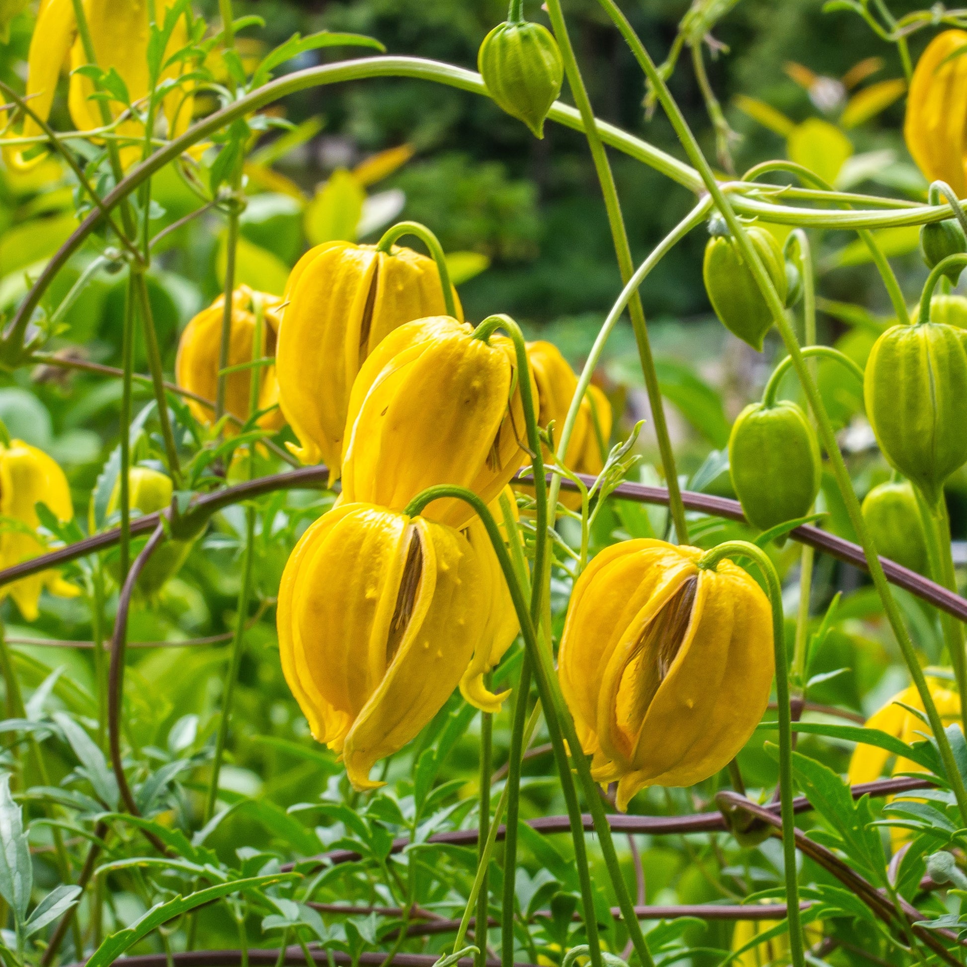 Bosrank 'Little Lemons' - Clematis 'little lemons' - Vaste planten