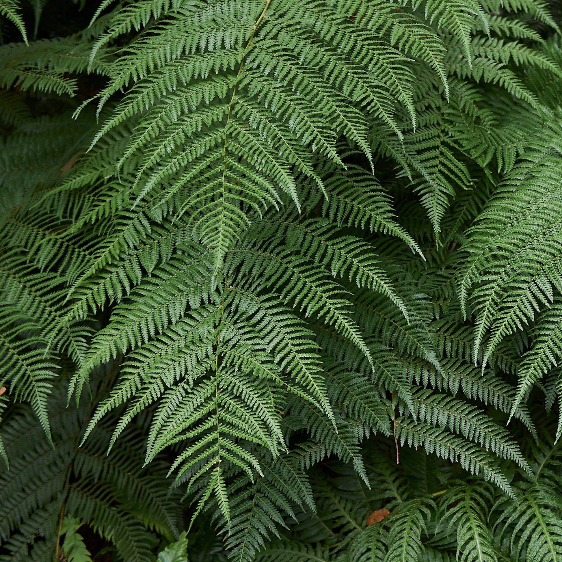 Tasmaanse boomvaren - Dicksonia antarctica - Varens