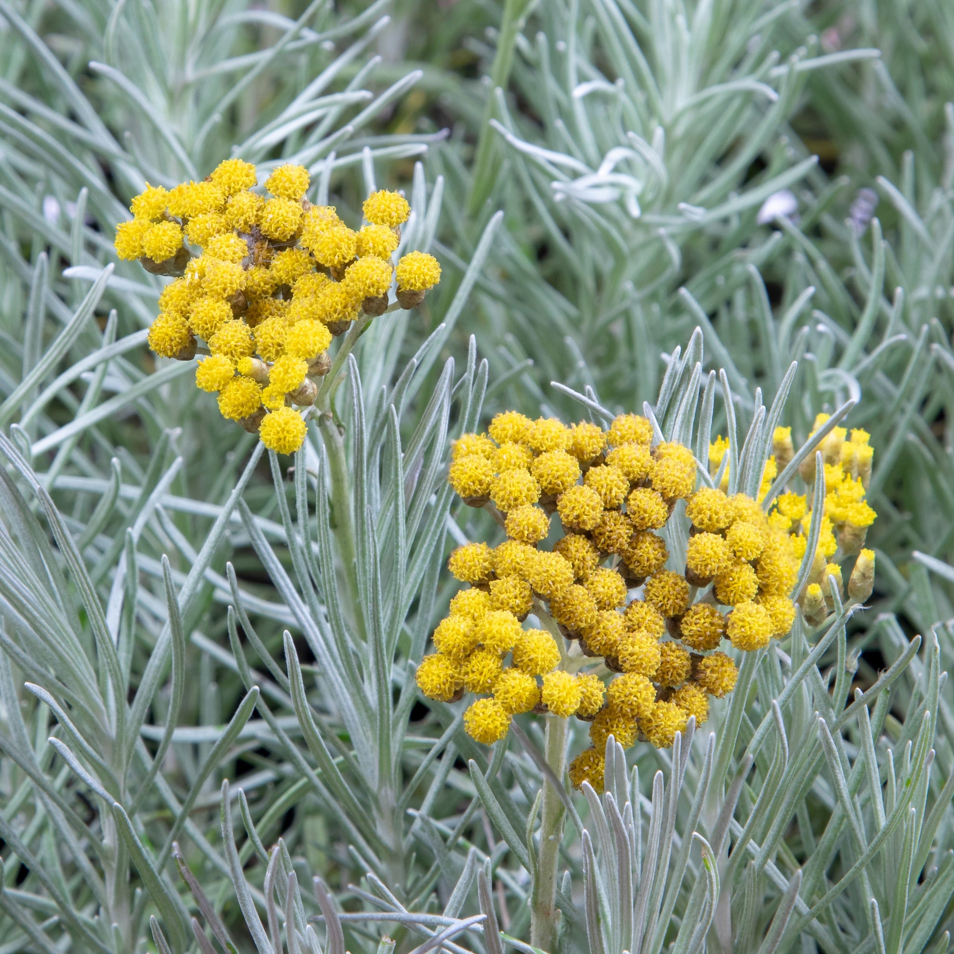 Kerrieplant - Helichrysum italicum subsp. serotinum - Heesters en vaste planten