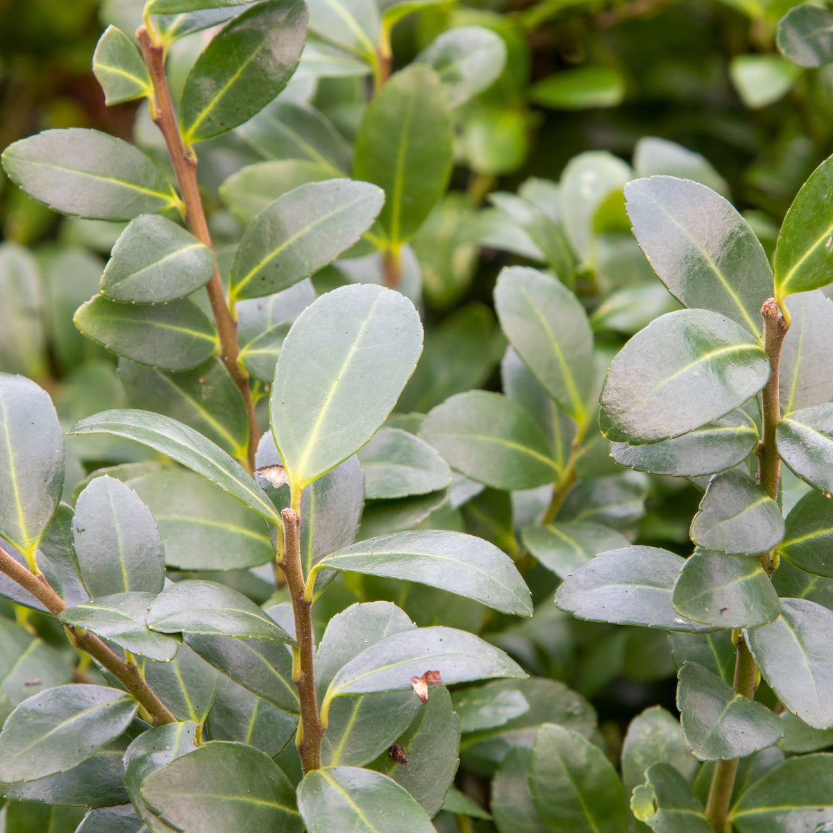 Japanse hulst - Ilex maximowicziana Kanehirae - Bakker