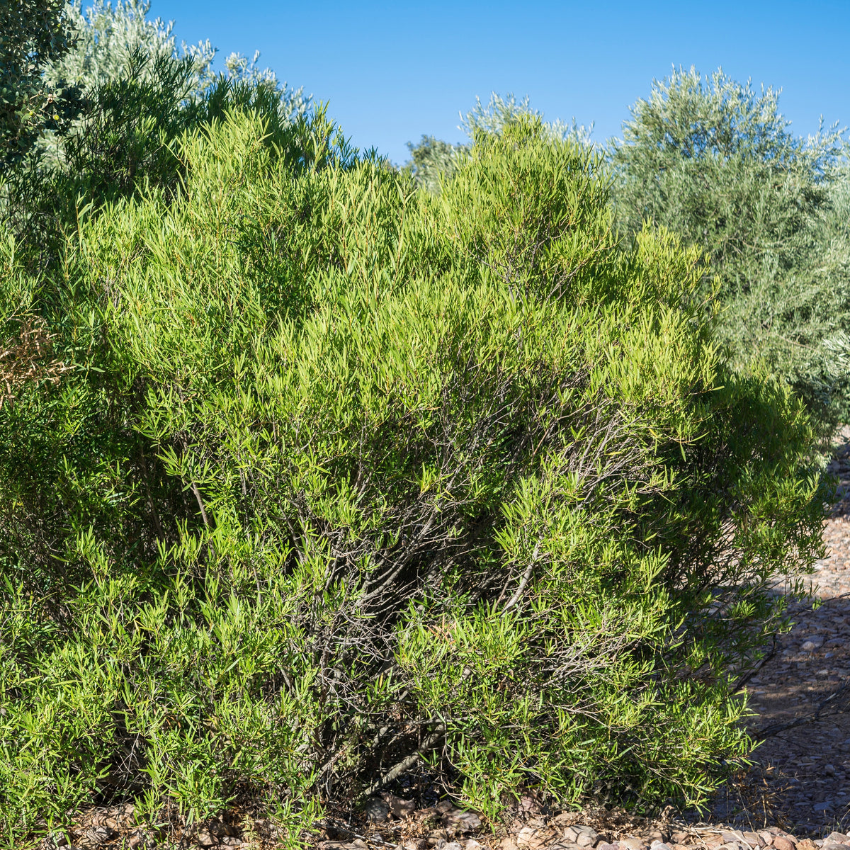 Steenlinde - Phillyrea angustifolia - Bakker