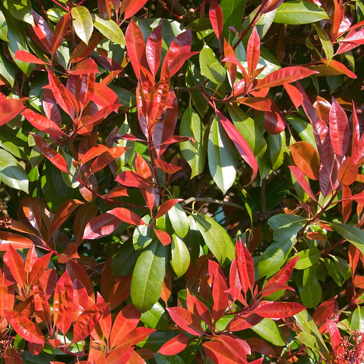 Glansmispel 'Carré Rouge' - Bakker