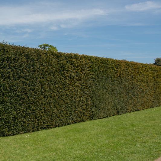 Venijnboom - Taxus baccata - Tuinplanten