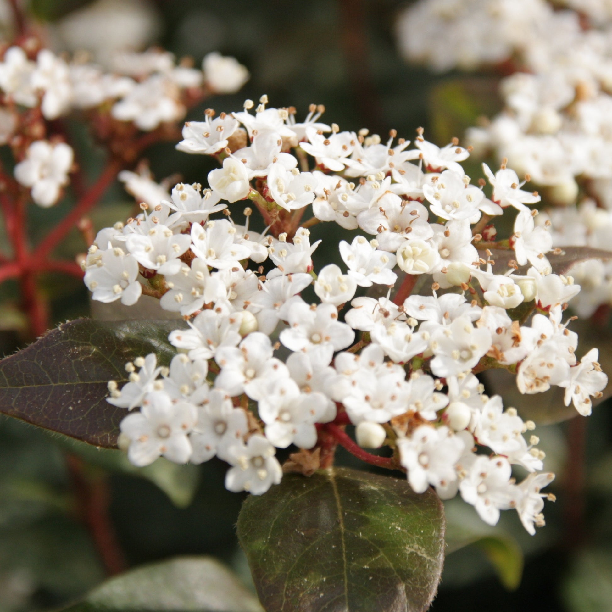 Sneeuwbal 'Eve Price' - Viburnum tinus 'eve price' - Heesters en vaste planten