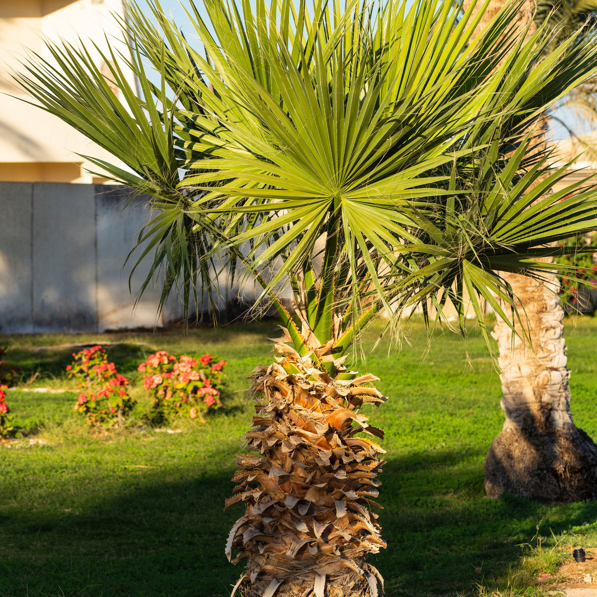 Palmen - Mexicaanse waaierpalm - Washingtonia robusta