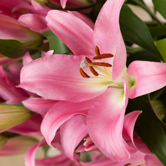 Lelie 'Foxtrot' (x3) - Lilium 'foxtrot' - Bloembollen