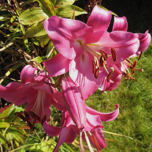 Trompetlelie 'Pink Perfection' (x3) - Bakker