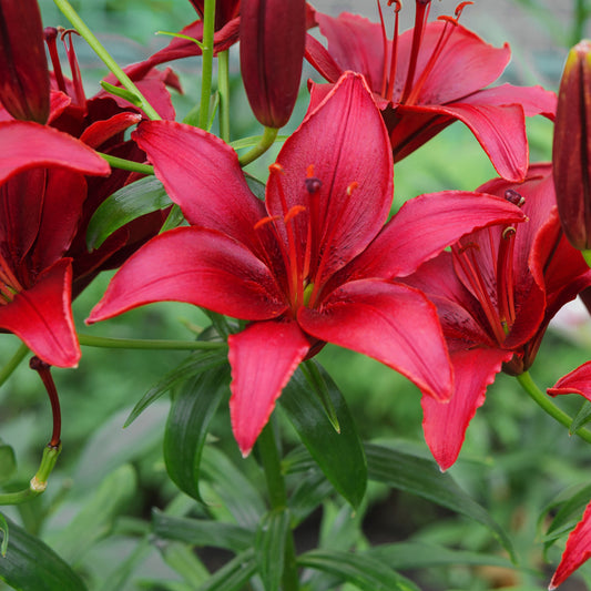 Lelie 'Red County' (x2) - Lilium 'red county' - Bloembollen