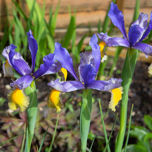 Iris 'Frans Hals' (x10) - Bakker