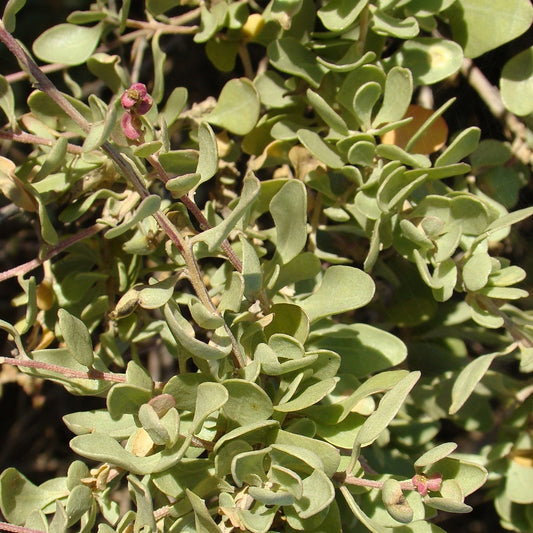 Zoutmelde - Atriplex halimus - Terras- en balkonplanten