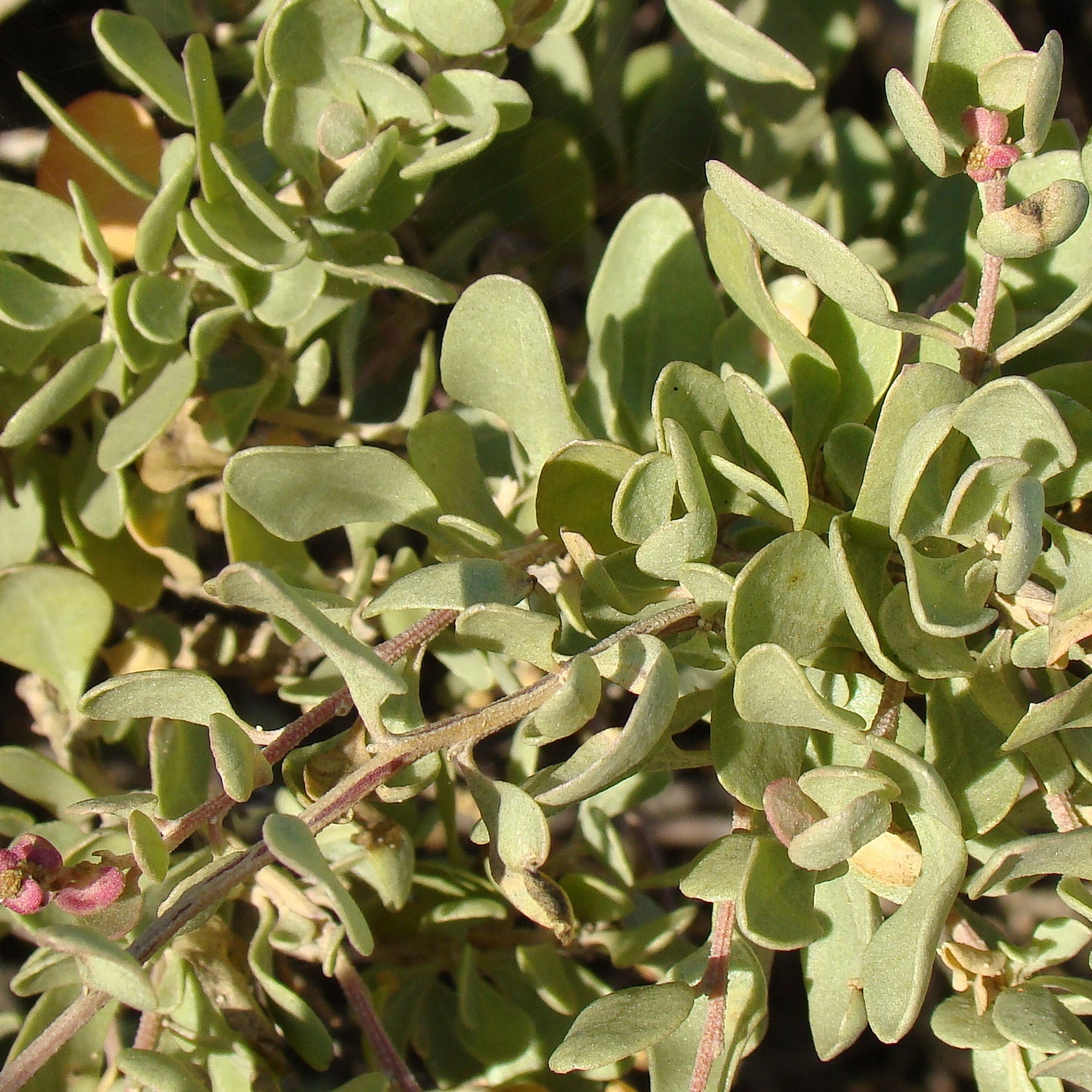 Zoutmelde - Atriplex halimus