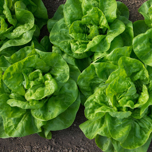 Kropsla 'Novappia' (x6) - Bakker