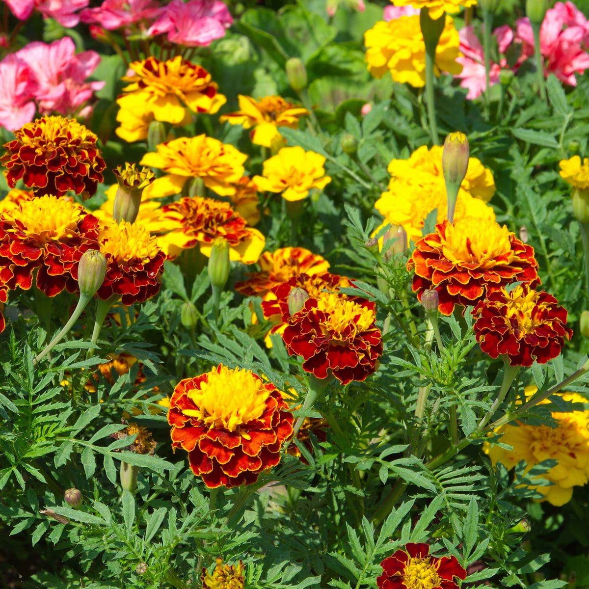 Tagetes patula - Klein Afrikaantje - Eetbare bloemzaden