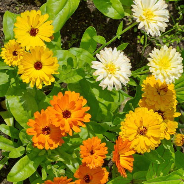 Goudsbloem Mix - Calendula officinalis - Moestuin