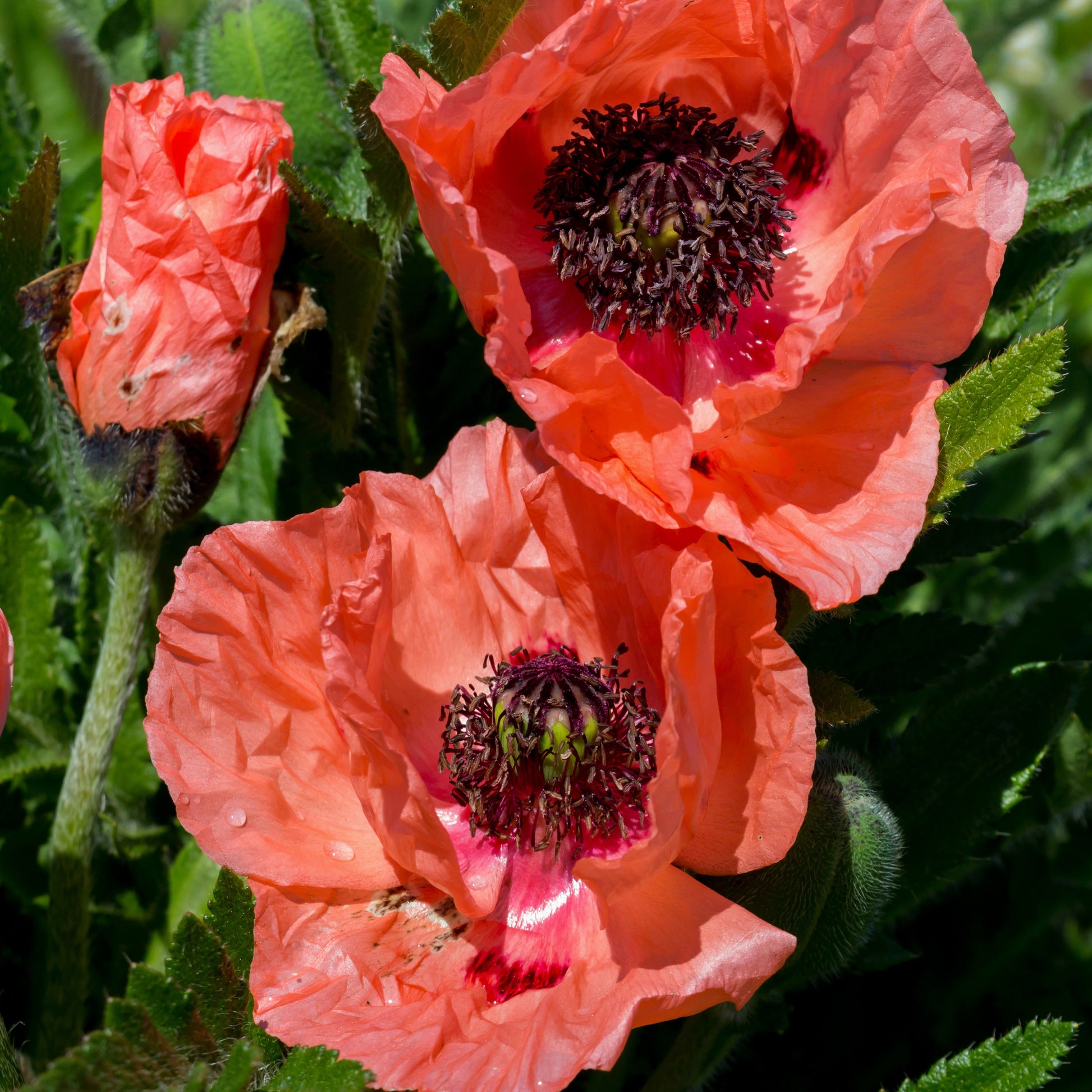 Klaproos 'Effendi' (x3) - Papaver orientale effendi - Tuinplanten