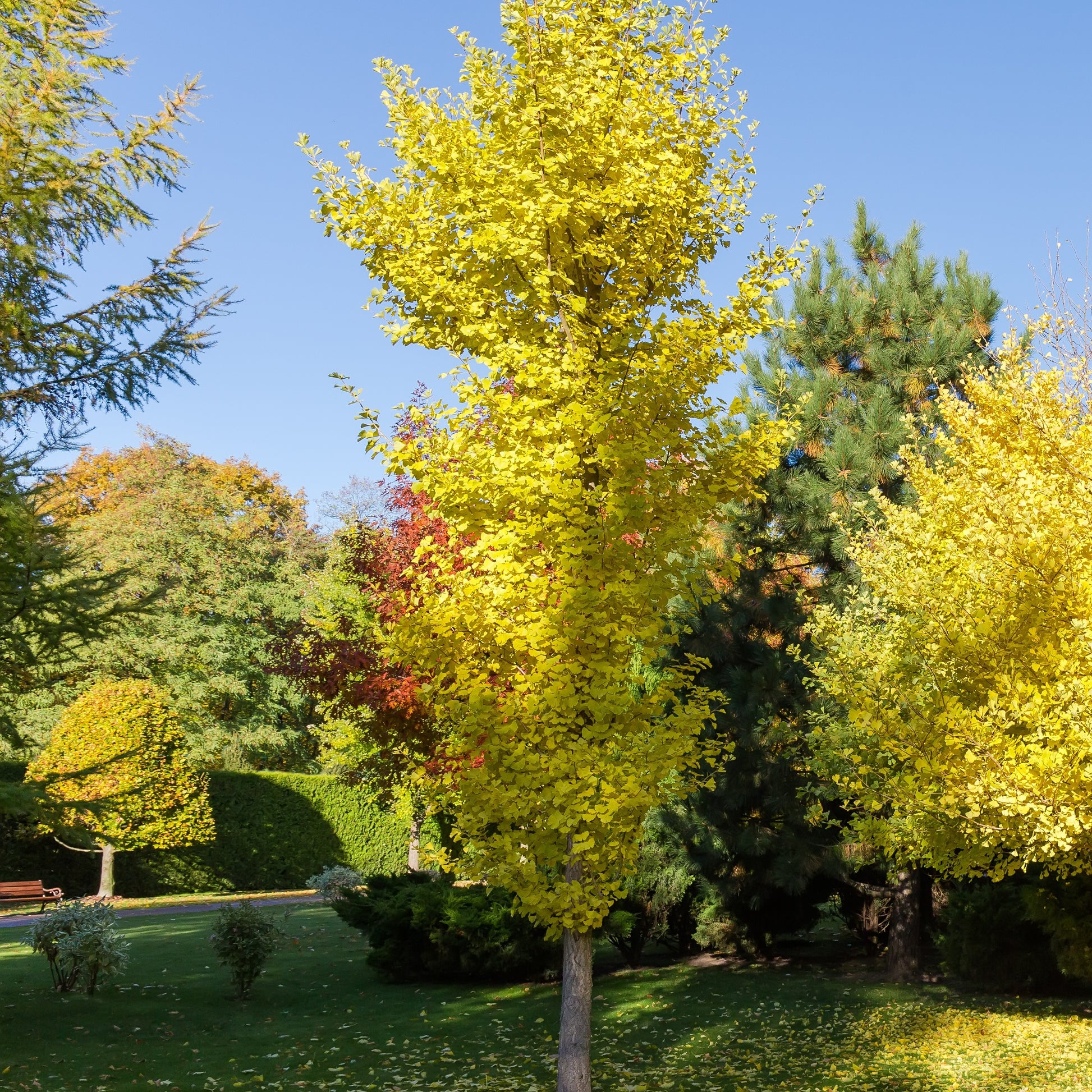 Japanse notenboom 'Blagon - Ginkgo biloba blagon - Heesters en vaste planten