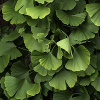 Japanse notenboom 'Blagon - Ginkgo biloba blagon - Bomen