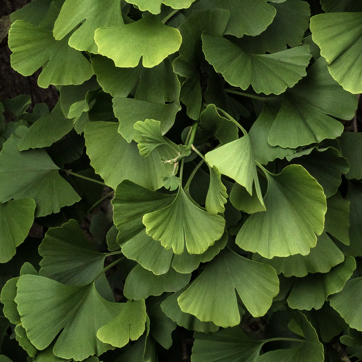 Bomen - Japanse notenboom 'Blagon - Ginkgo biloba blagon