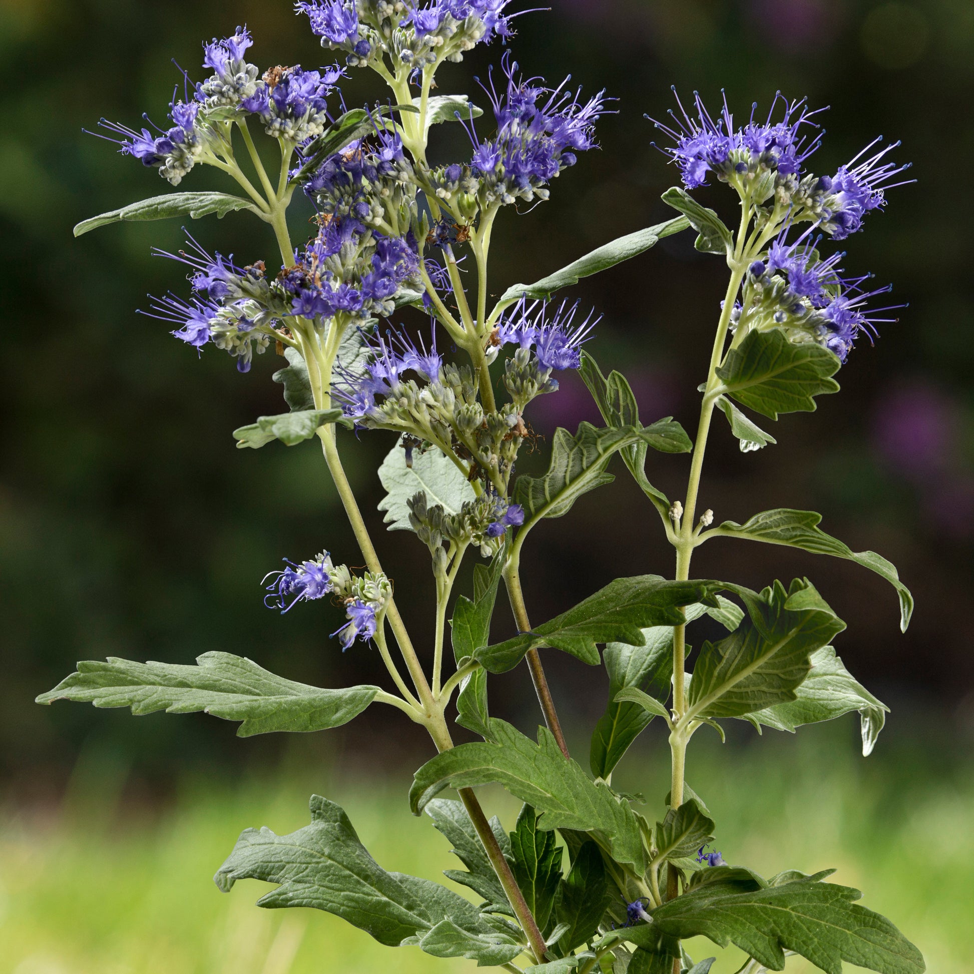 Blauwe spirea 'Good as Gold' - Caryopteris clandonensis good as gold 'novacargol' - Terras- en balkonplanten