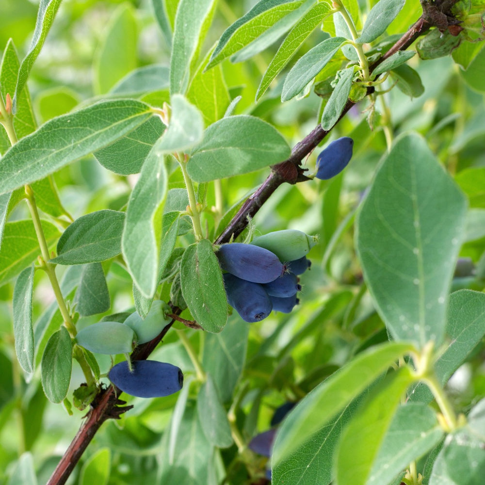 Honingbes 'Borealis' - Lonicera caerulea 'borealis' - Bakker