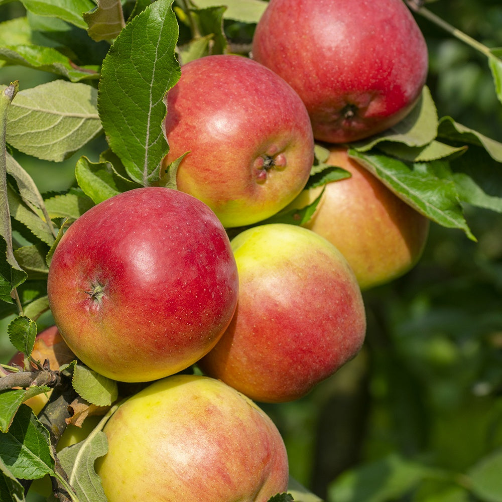 Appelboom Mix - 'Reine de reinettes', 'Gala', 'Golden Delicious' - Malus domestica reine de reinettes, gala, golden delicious - Bakker