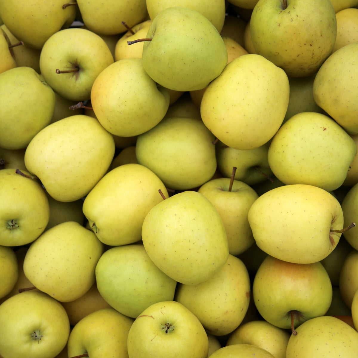 Malus domestica reine de reinettes, gala, golden delicious - Appelboom Mix - 'Reine de reinettes', 'Gala', 'Golden Delicious' - Appelbomen
