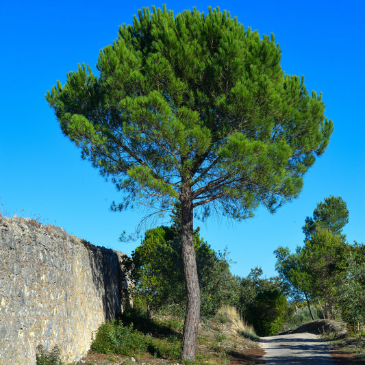 Parasolden - Pinus pinea - Heesters en vaste planten