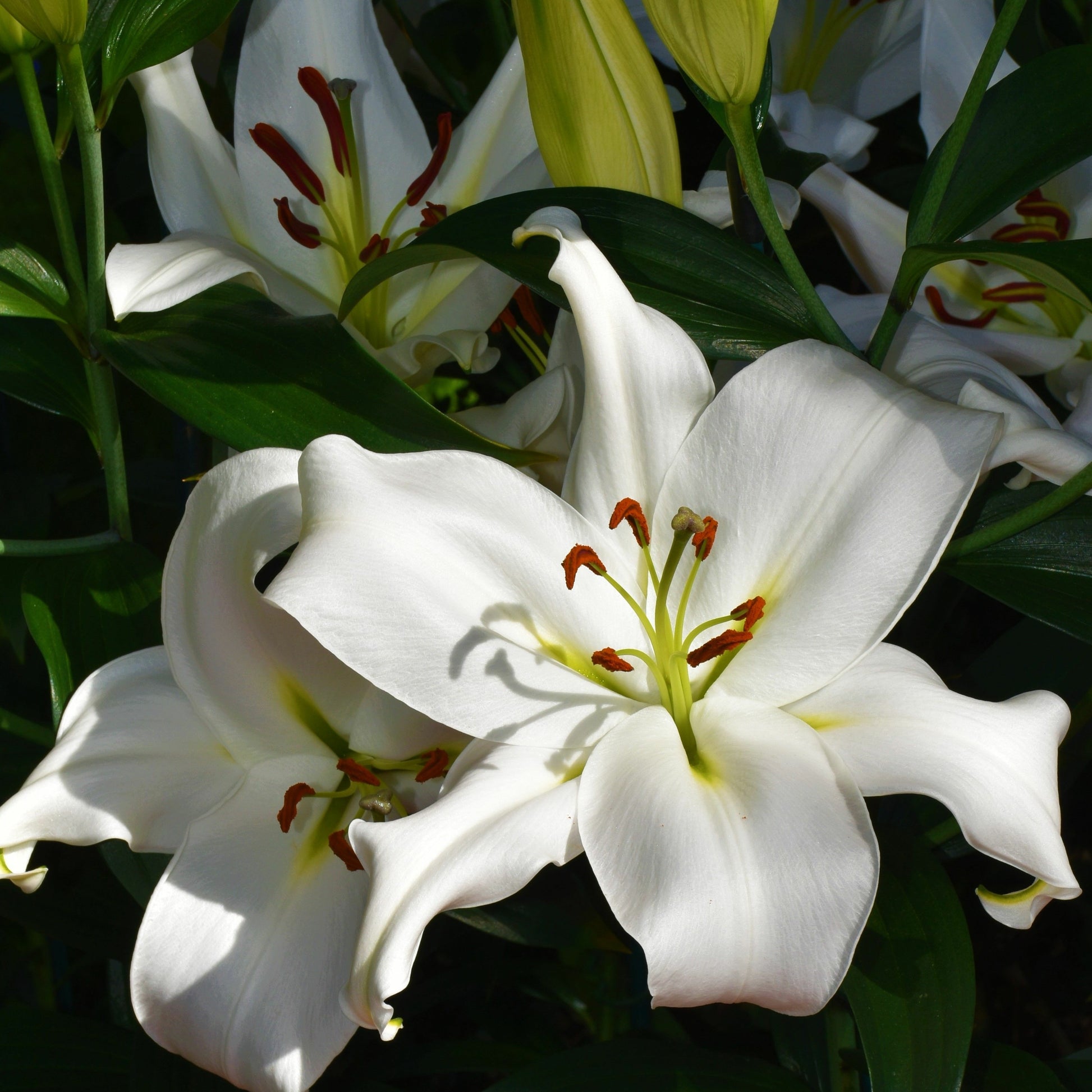 Aziatische Lilien Siberia (x3) - Lilium siberia - Bloembollen