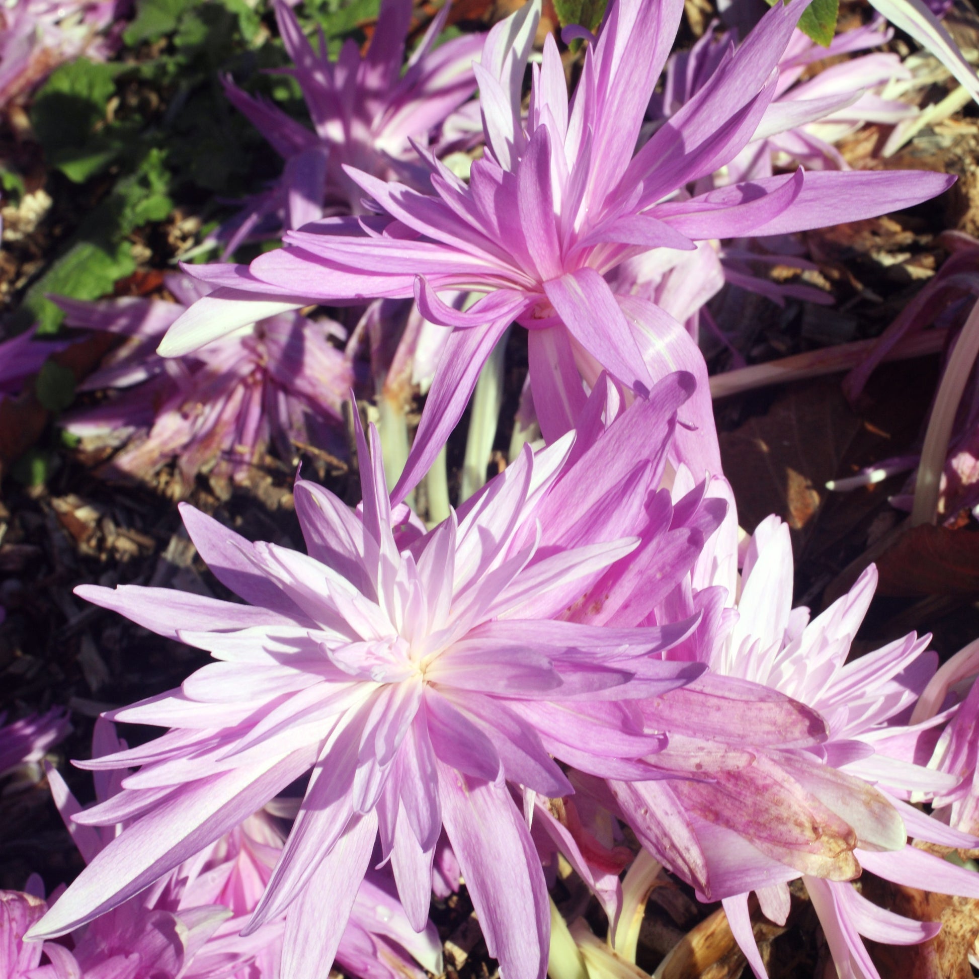 Herfsttijloos Waterlelie - Colchicum 'waterlily' - Bloembollen