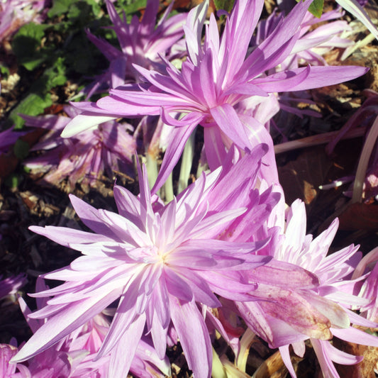 Herfsttijloos Waterlelie - Colchicum 'waterlily' - Bloembollen