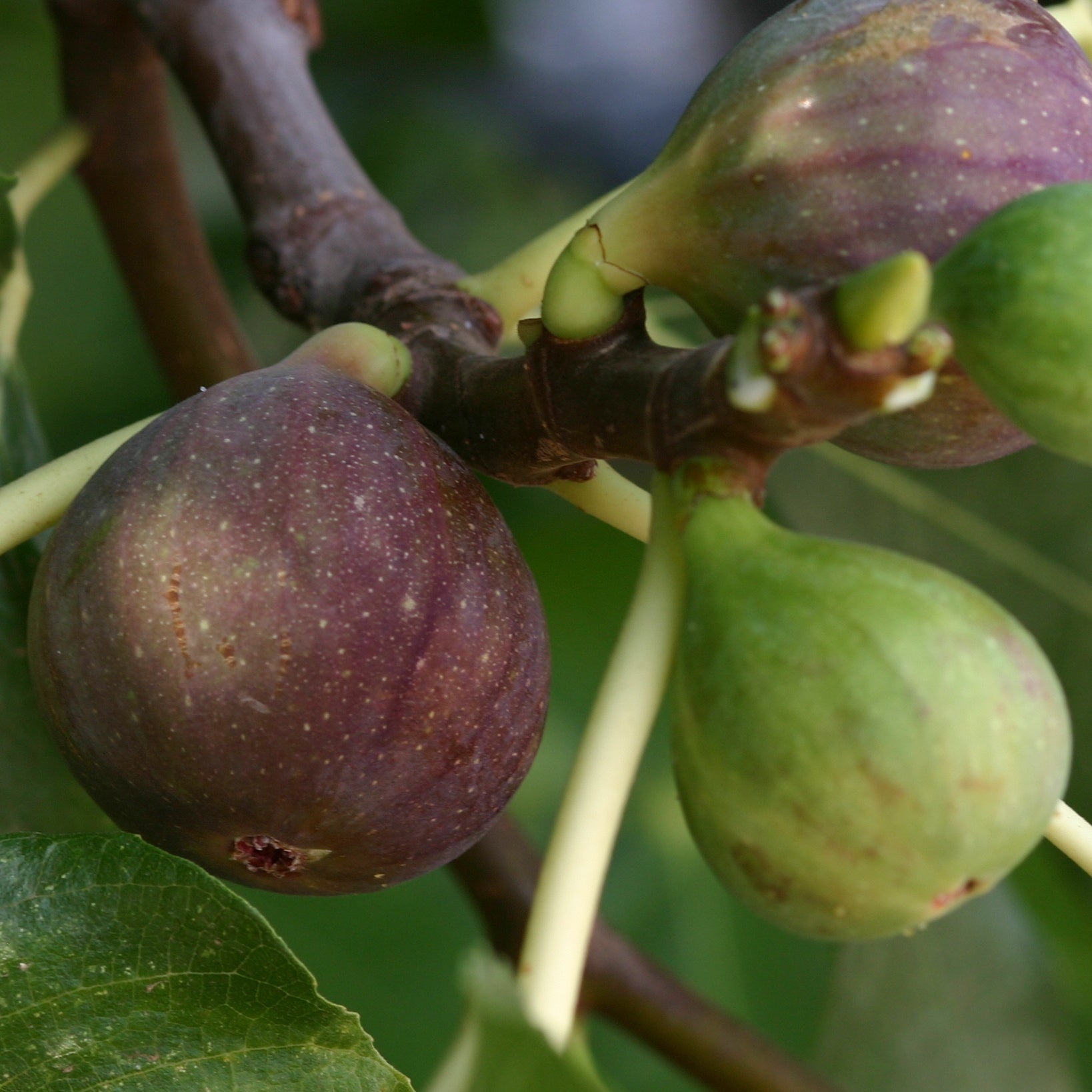 Vijgenboom 'Violette de Solliès' - Ficus carica sollies - Fruit