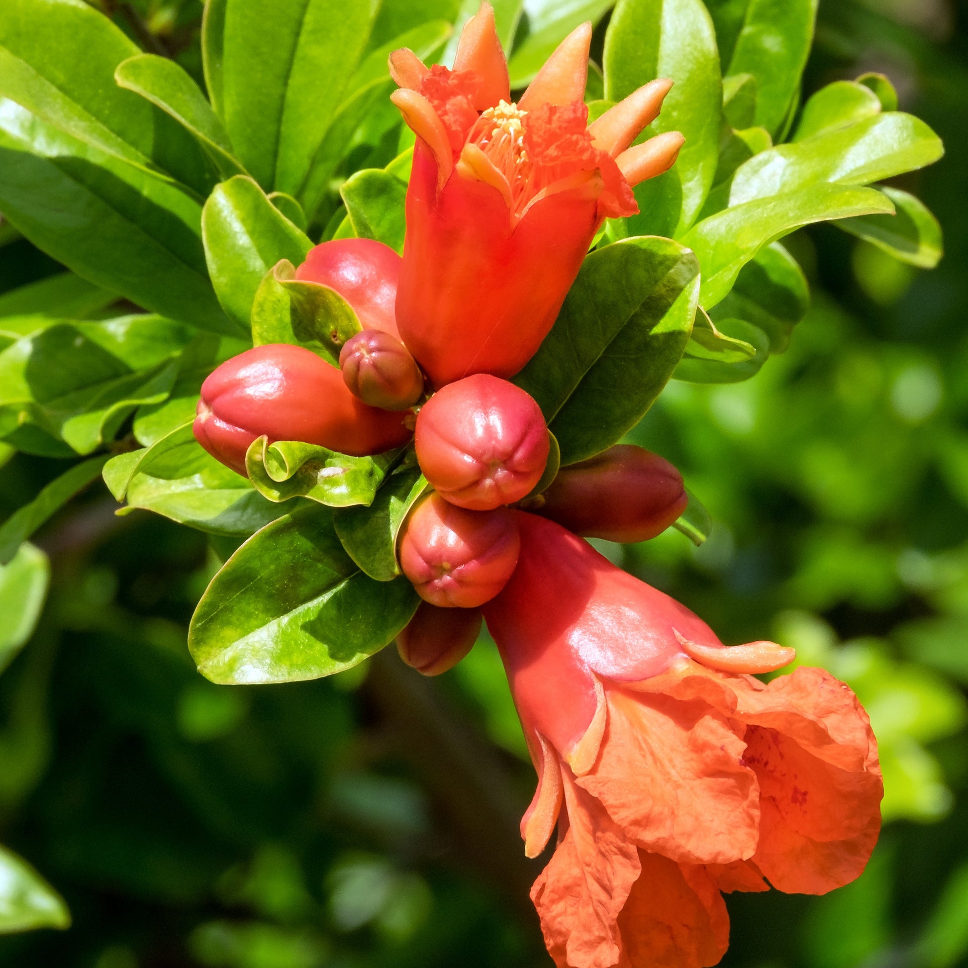 Granaatappelboom 'Dente di Leone' - Punica granatum dente di leone