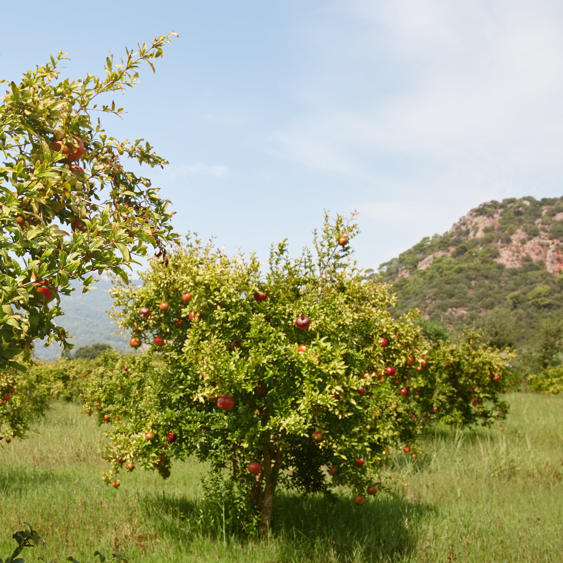 Granaatappelboom 'Dente di Leone' - Punica granatum dente di leone