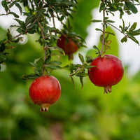 Granaatappelboom 'Fina Tendral' - Punica granatum fina tendral - Fruit