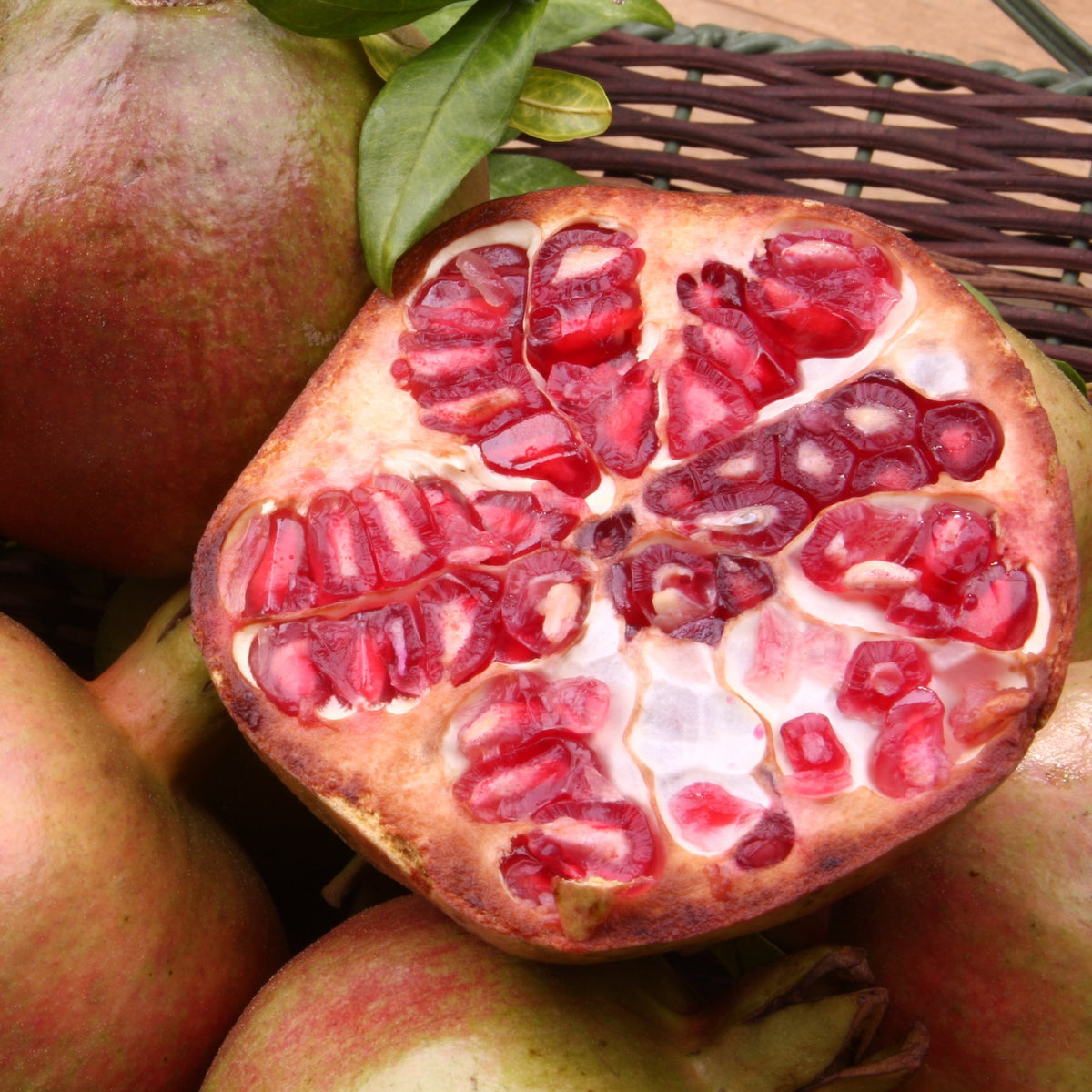 Granaatappelboom 'Fina Tendral' - Bakker