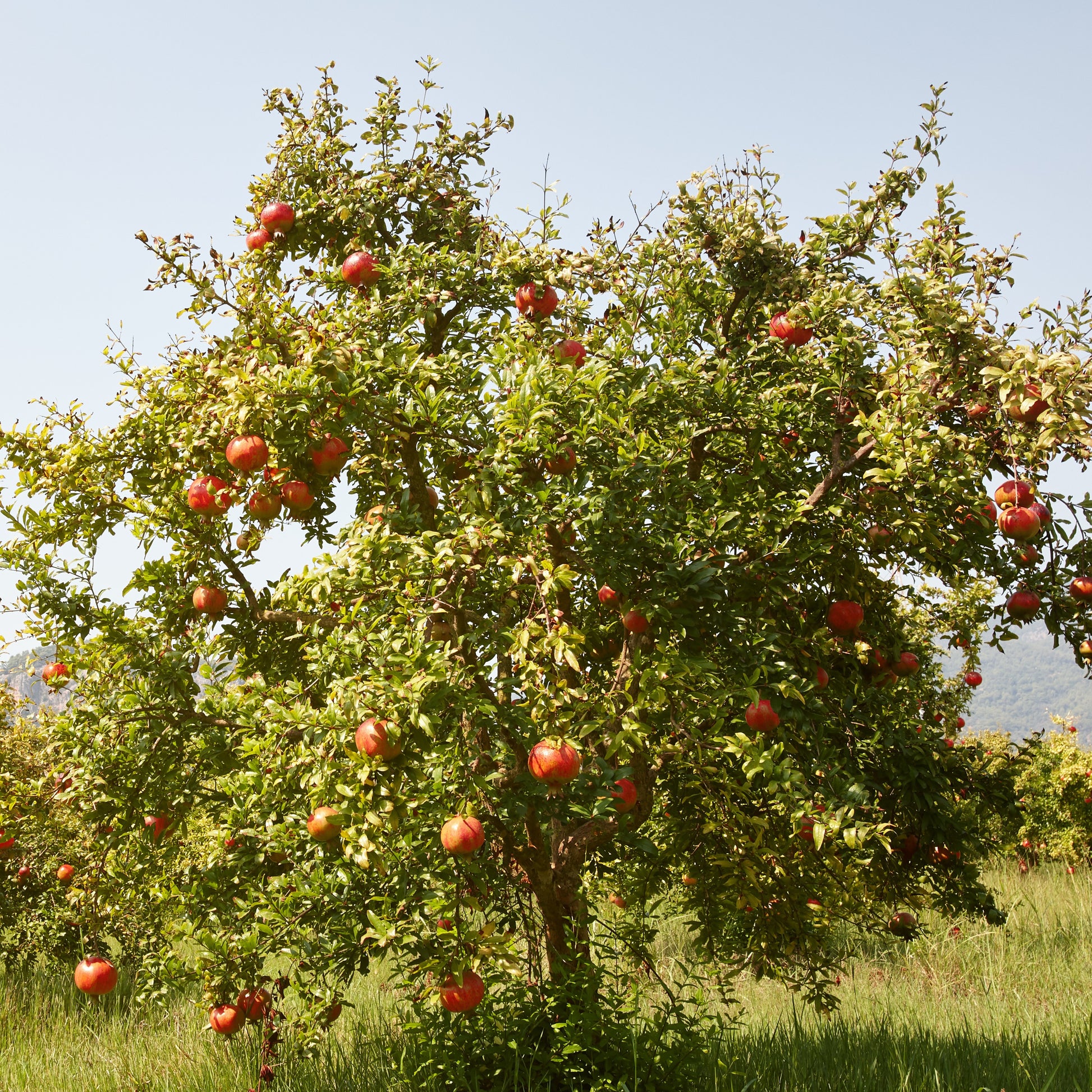 Granaatappelboom 'Fina Tendral' - Punica granatum fina tendral