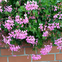 Hangende geranium - roze - Pelargonium peltatum - Terras- en balkonplanten