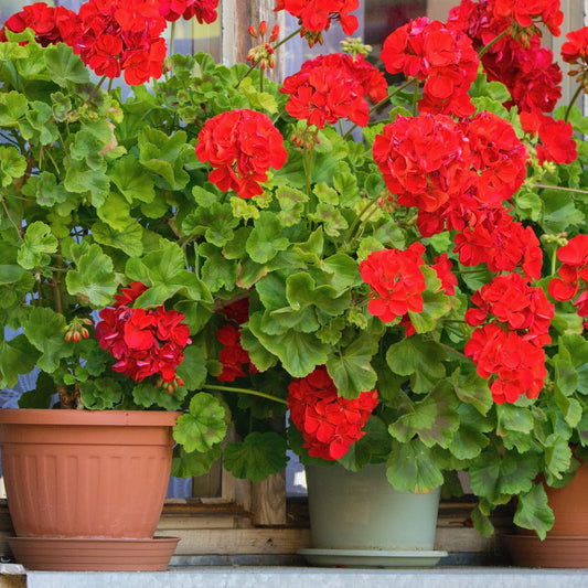 Geranium - rood - Bakker