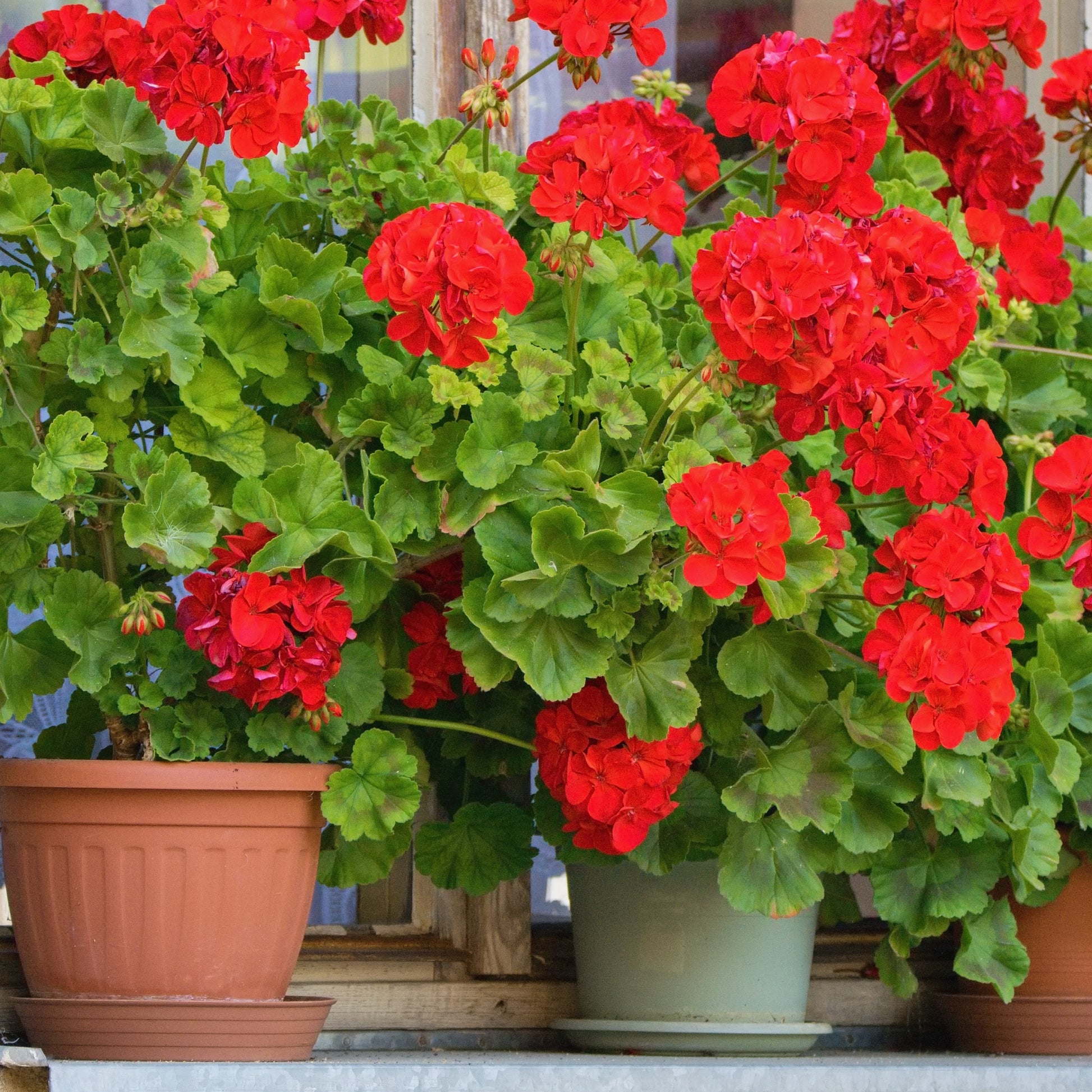 Geranium - rood - Pelargonium zonale - Terras- en balkonplanten