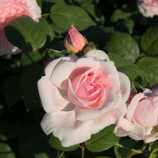 Struikroos - roze - Rosa - Tuinplanten